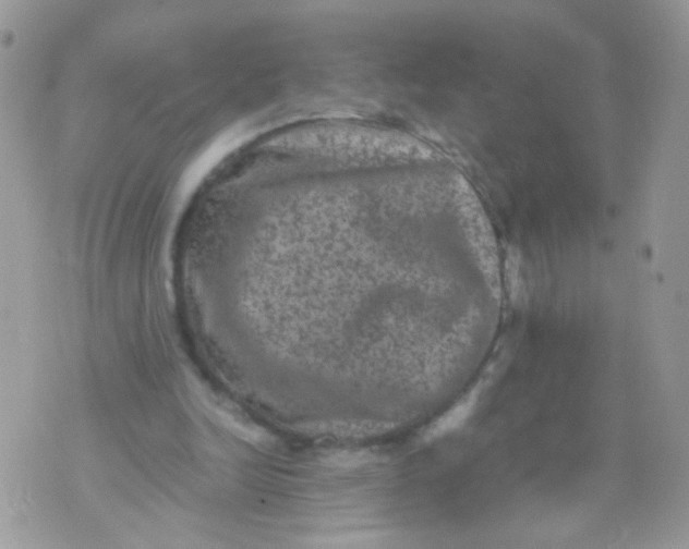 X0000071860246200607211924