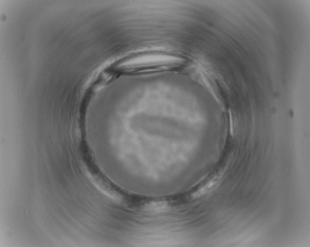 X0000071860252200607211924