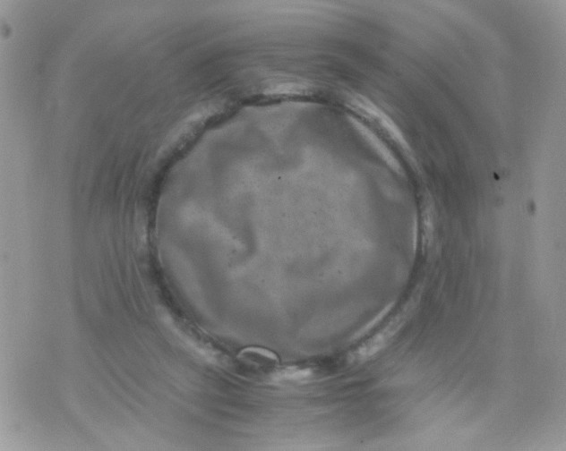 X0000071860257200607211924