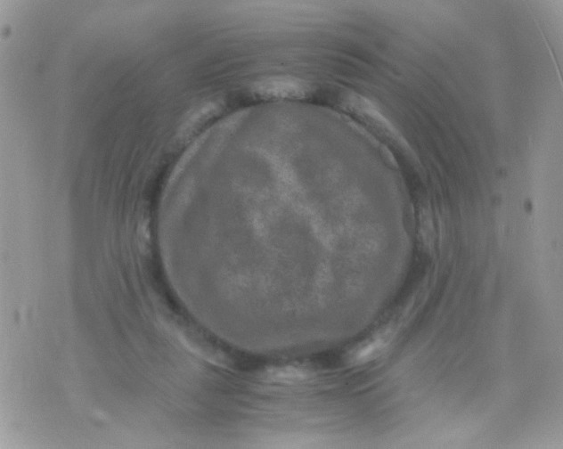 X0000071860259200607211924