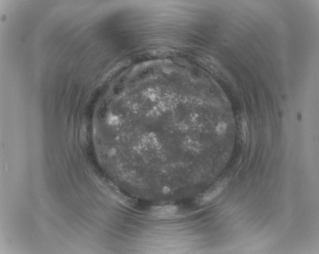 X0000071860266200607211924