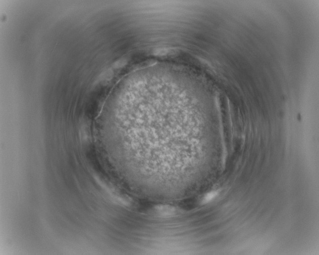 X0000071860272200607211925