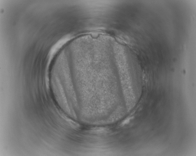 X0000071860294200607211924