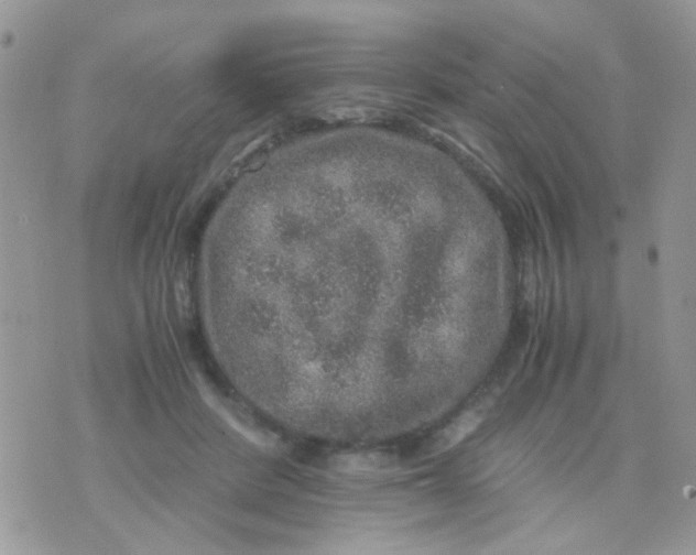 X0000071860408200607211922