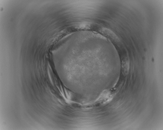 X0000071860416200607211922