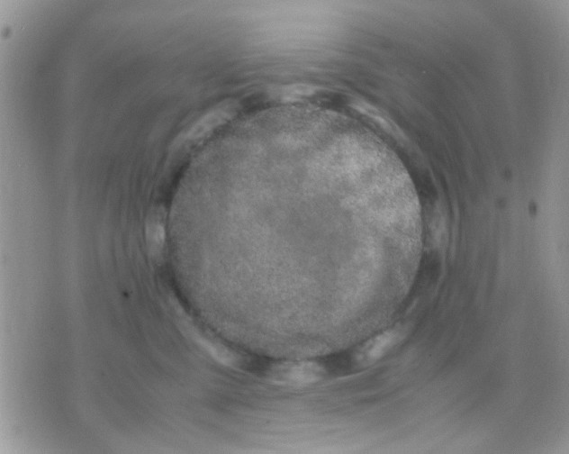 X0000071860427200607211922