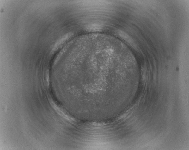 X0000071860494200607211921