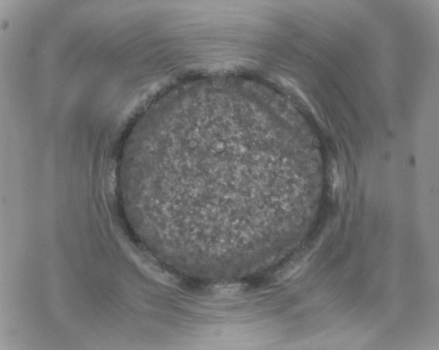 X0000071860495200607211921