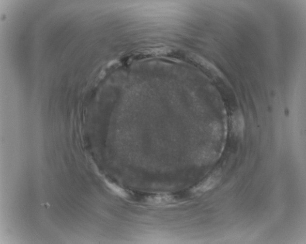 X0000071860517200607211920