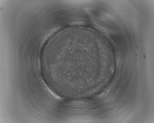 X0000071860729200607211916