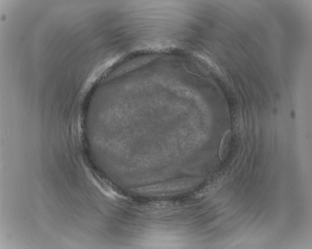 X0000071860736200607211916