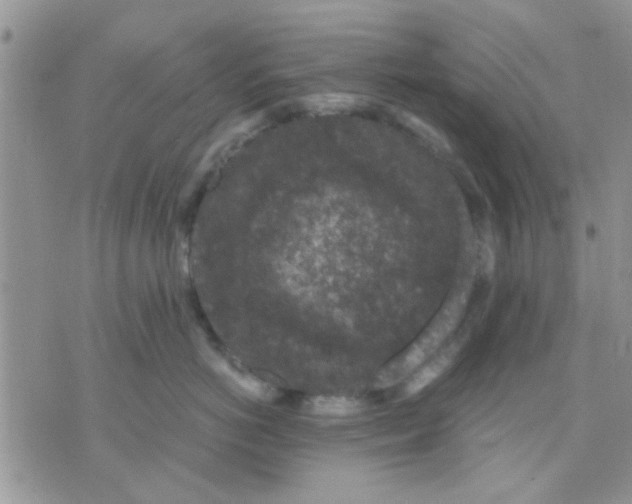 X0000071860766200607211917