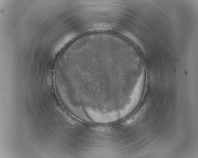 X0000071860874200607211915