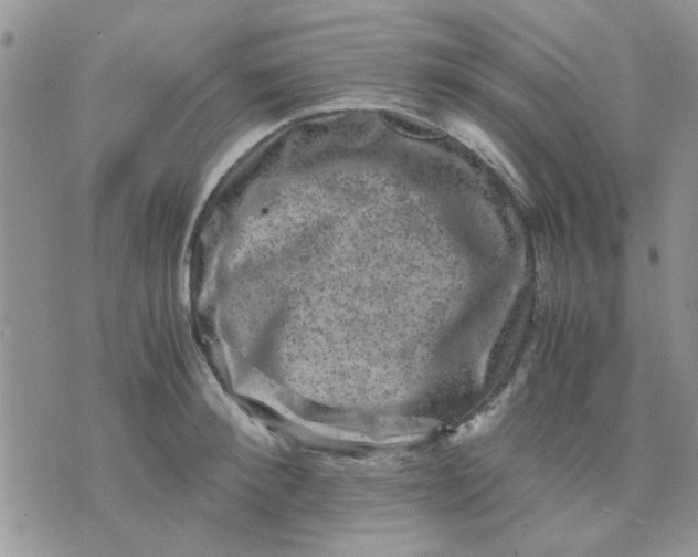 X0000071860900200607211914