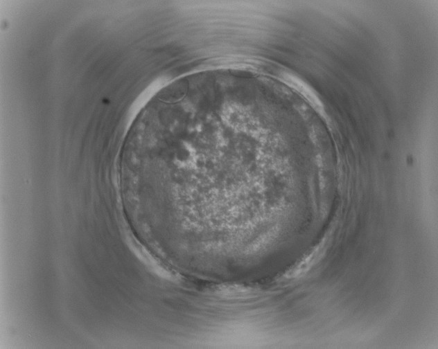 X0000071860907200607211914