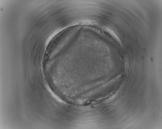 X0000071860944200607211914