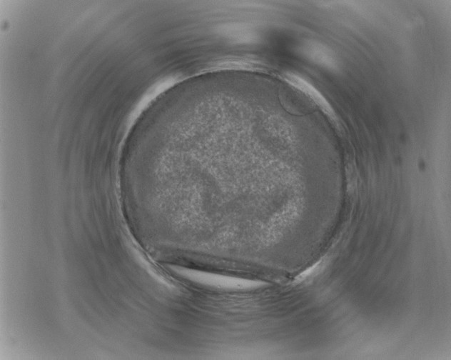 X0000071861043200607211912