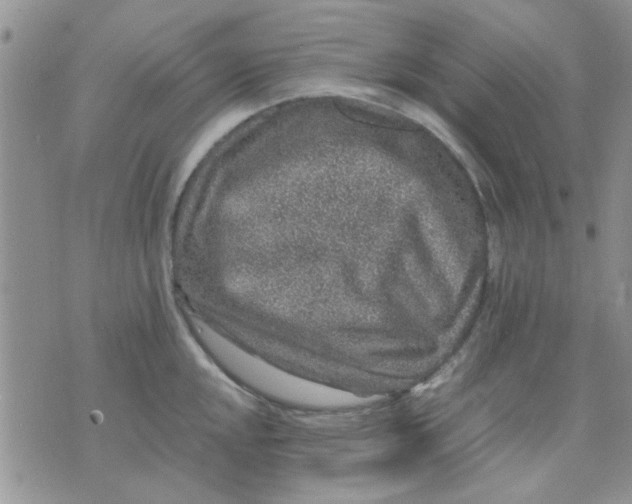 X0000071861048200607211912