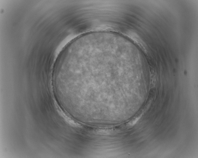 X0000071861086200607211911