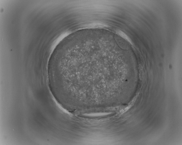 X0000071861087200607211911