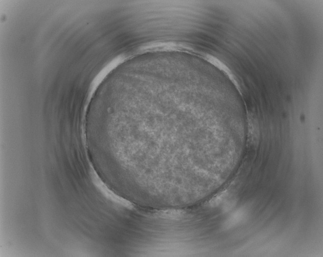 X0000071861090200607211911