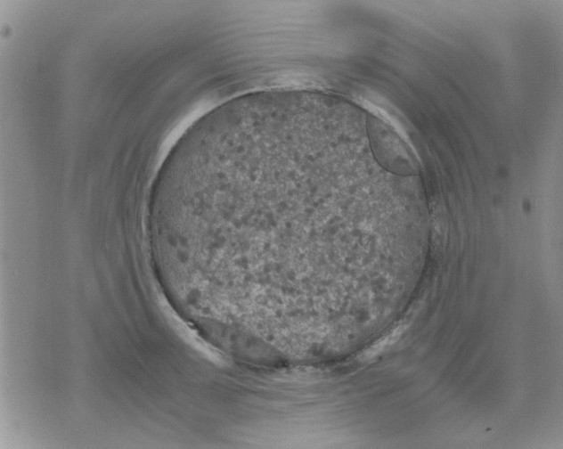 X0000071861091200607211911