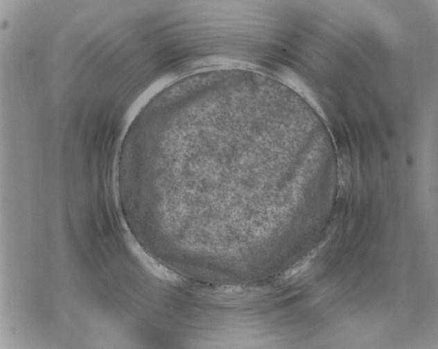 X0000071861098200607211911