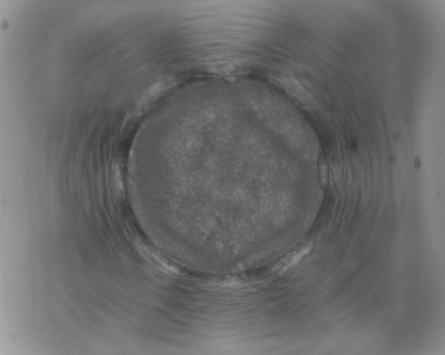 X0000071861106200607211910