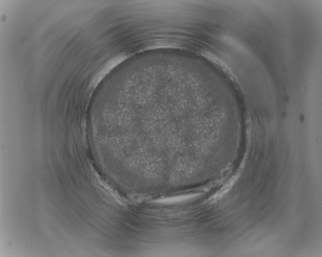 X0000071861121200607211910