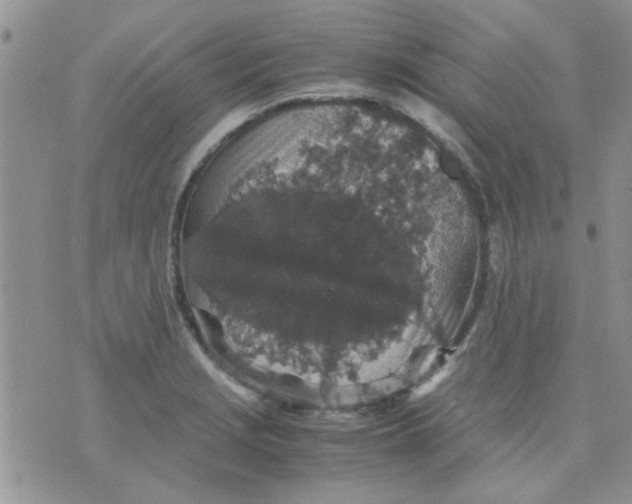 X0000071861229200607211909