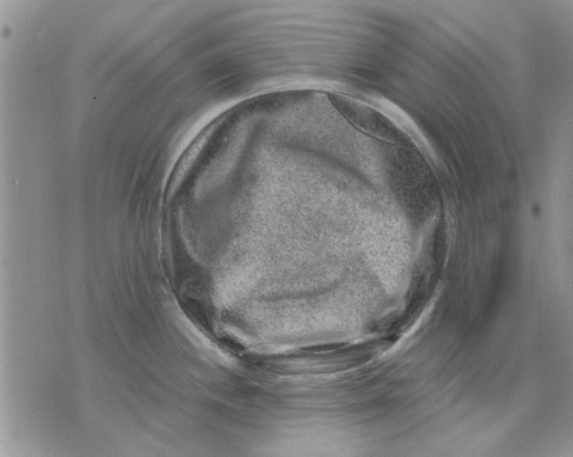 X0000071861244200607211909