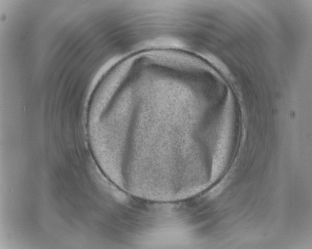 X0000071861248200607211909