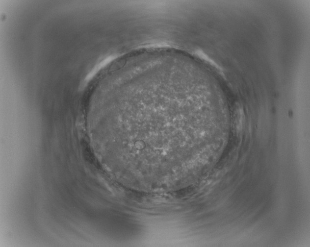 X0000071861255200607211908