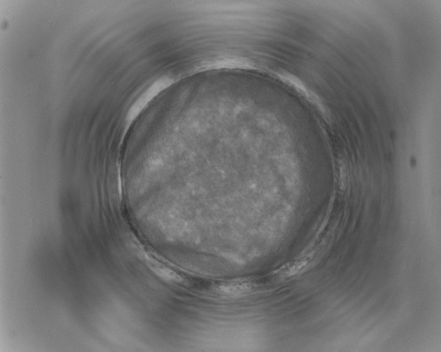 X0000071861274200607211908