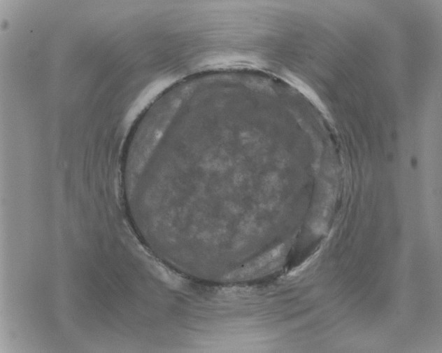 X0000071861277200607211908