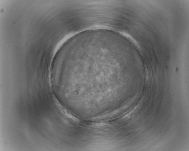 X0000071861278200607211908