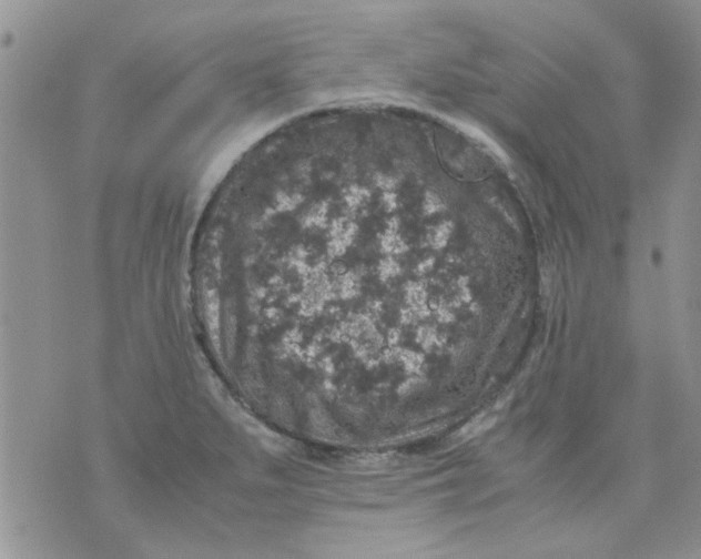 X0000071861279200607211908