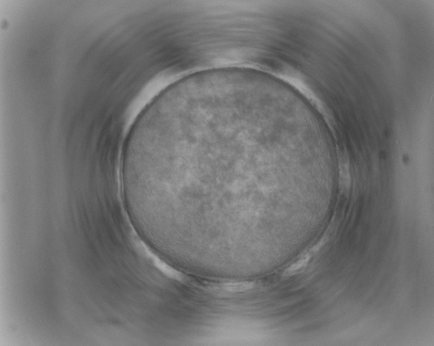 X0000071861294200607211908