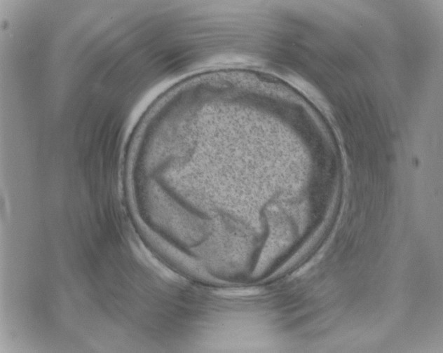 X0000071861296200607211908