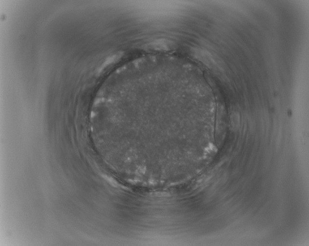 X0000071861297200607211907