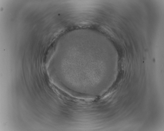 X0000071861298200607211907