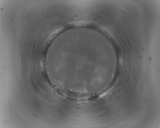 X0000071861300200607211907