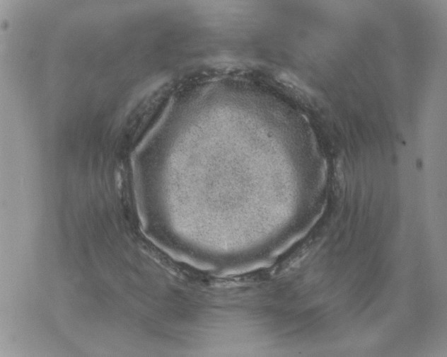 X0000071861302200607211907