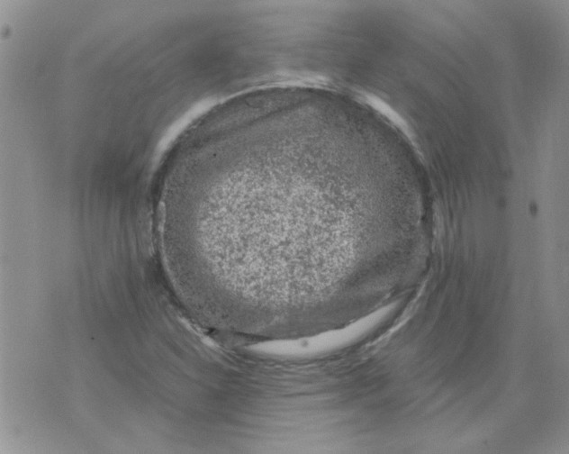 X0000071861310200607211907