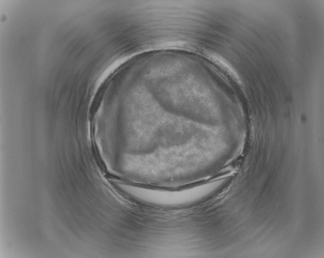 X0000071861324200607211907