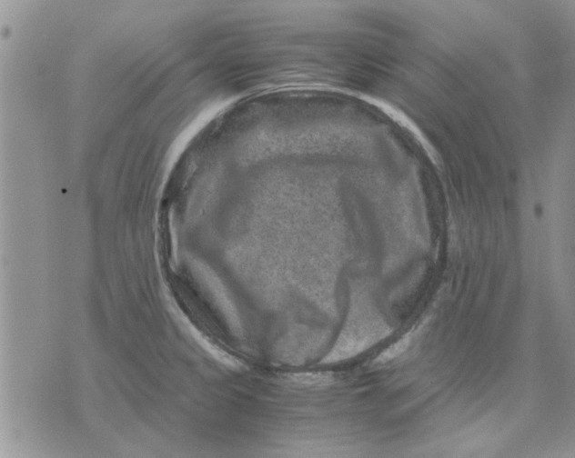 X0000071861333200607211908