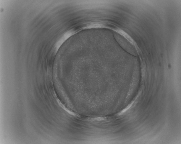 X0000071861337200607211908