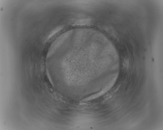 X0000071861350200607211907