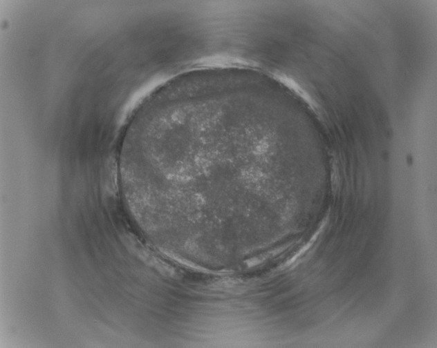 X0000071861358200607211907