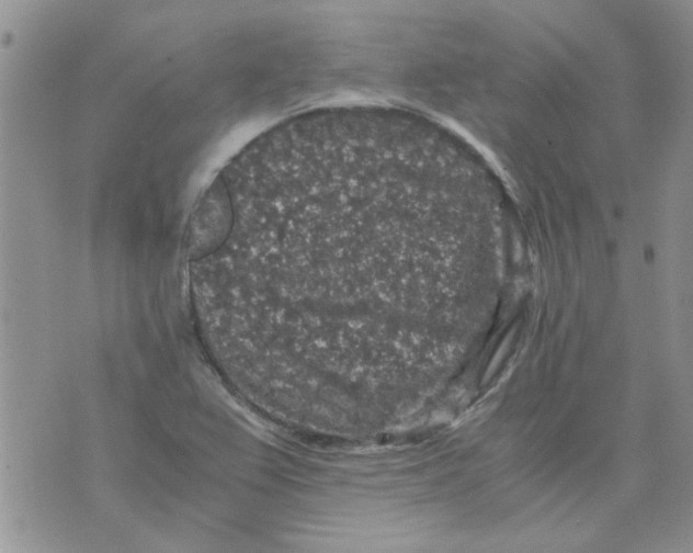 X0000071861367200607211907